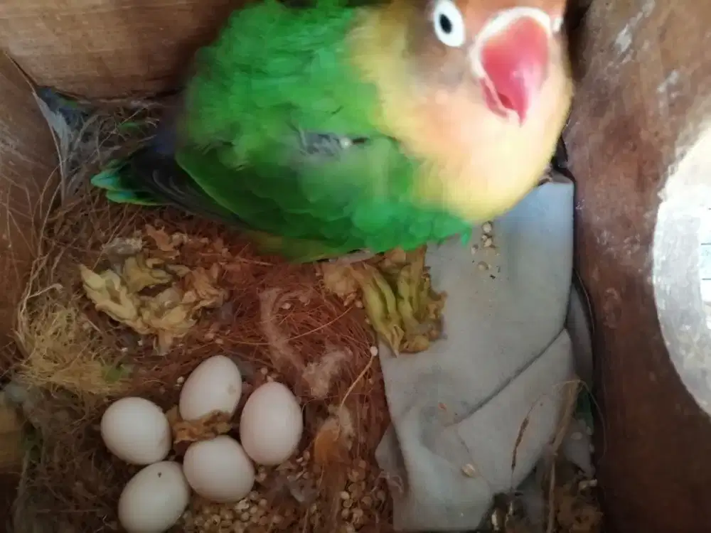 Love Bird sepasang bertelur