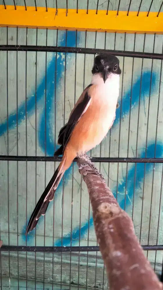 Pentet Madura Kepala Hitam Gacor Badan Gede Panjang Super Prospekan