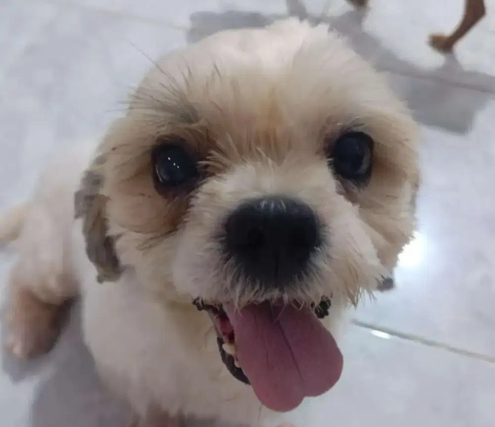 DI JUAL ANJING SHIH-TZU JANTAN