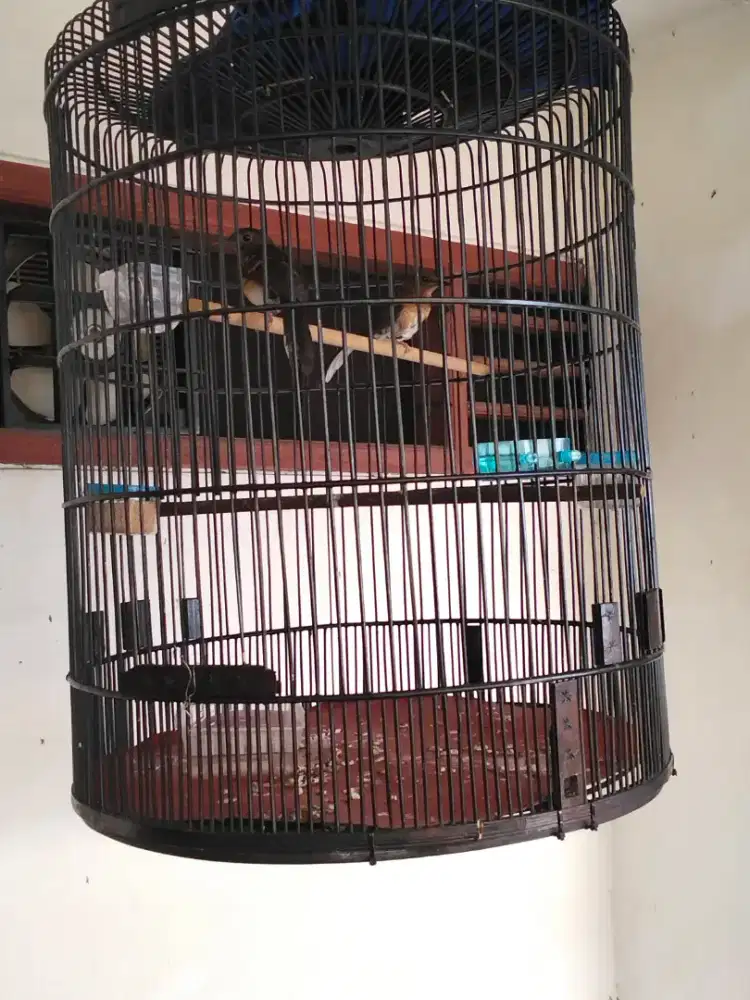 Dijual 2 e Trotol Muray + 1 e Pentet Remaja