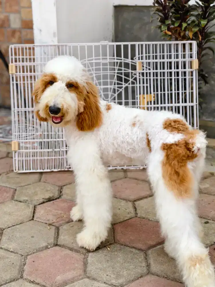 Giant poodle BETINA CANTIK