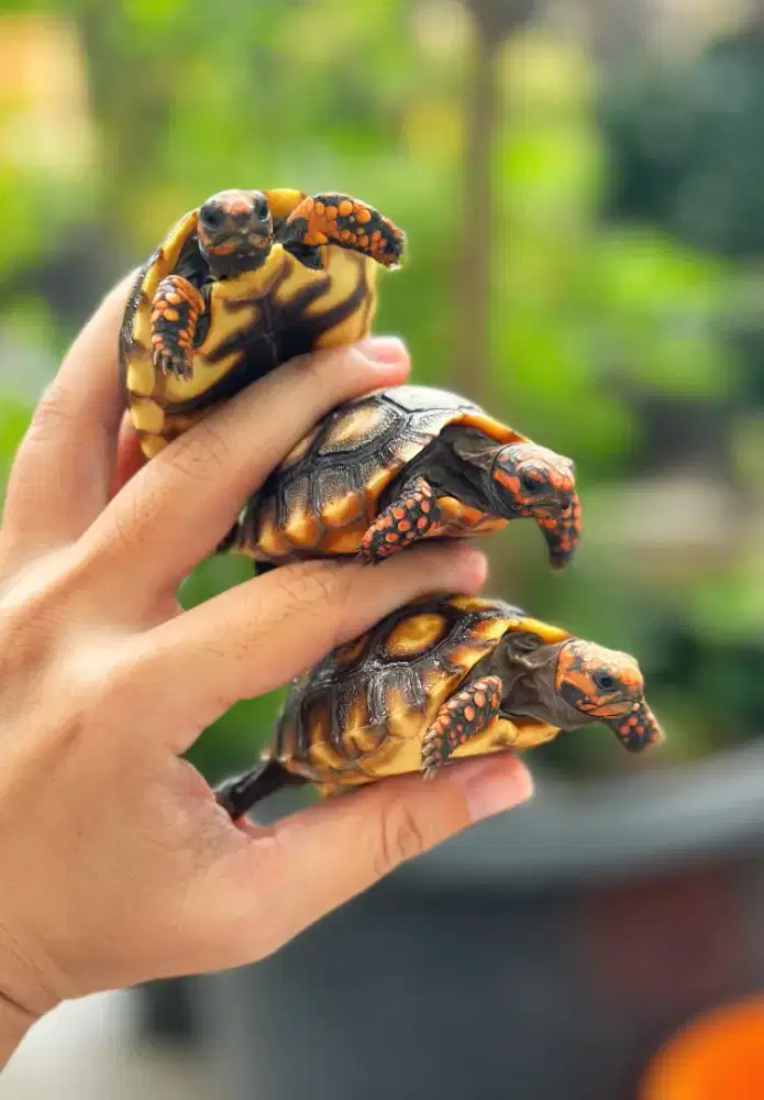 kura darat Cherry head 6cm kepala pedes