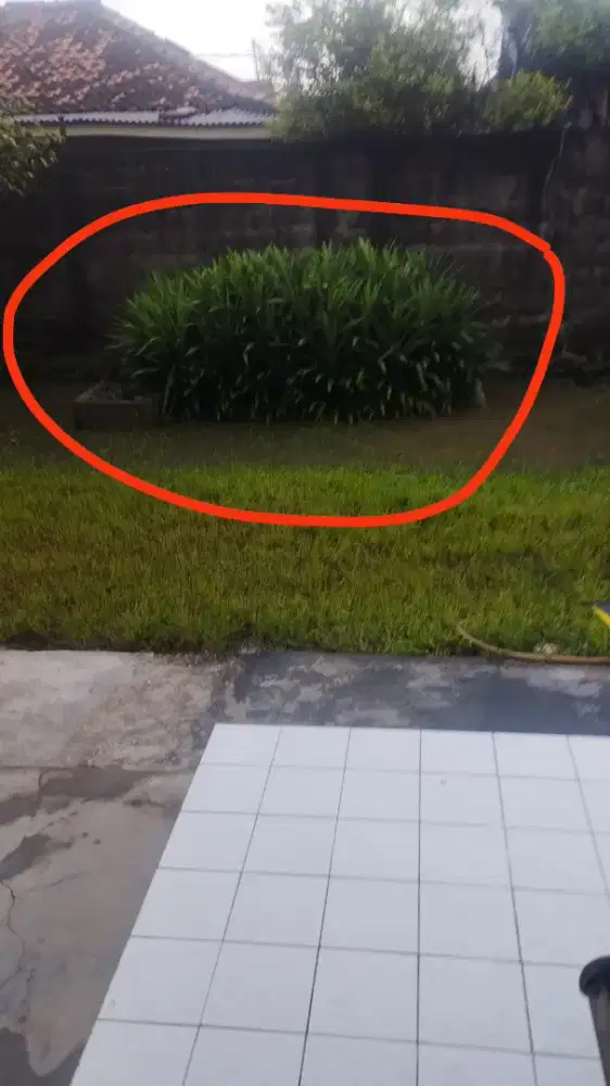 DAUN PANDAN masih di Tanam