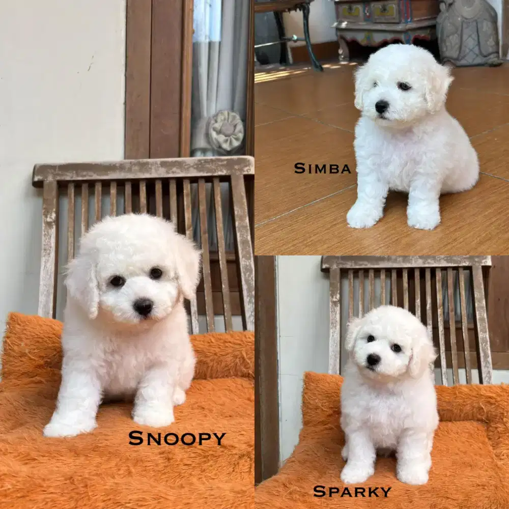 Bichon Frise,mini puppy