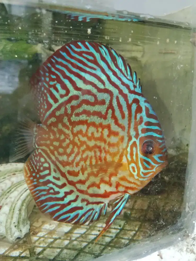 Red Turquoise Discus