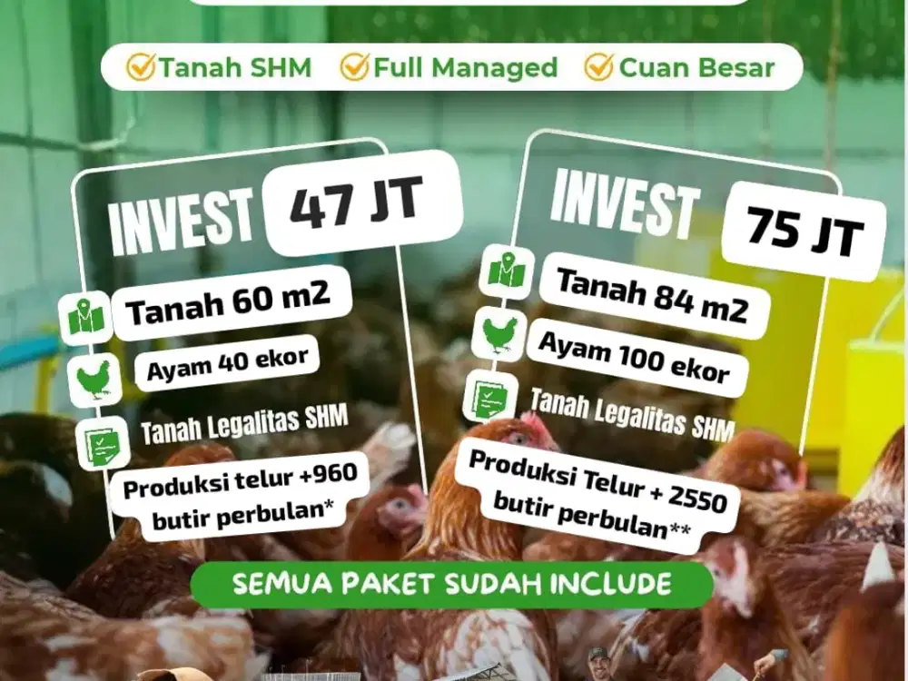 Kavling ayam petelur Produksi 900 butir ayam petelur dalam 1 bulan