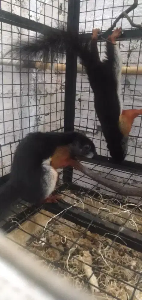 Tupai 3 warna sepasang 1 paket beserta kandang