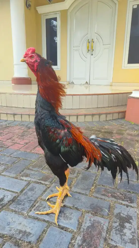 Ayam Pakhoy Calon Juara