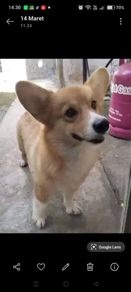 Jual corgy remaja.jtn