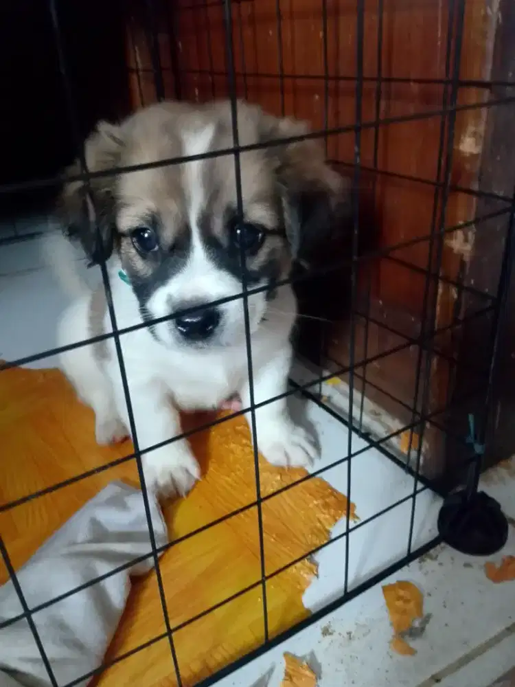 Di jual ajing pom umur 2 bulan