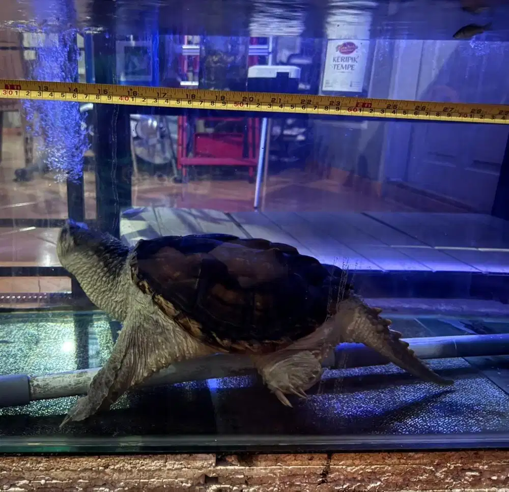 BORONGAN MURAH Jual Cepat 2 Ekor Kura-Kura CST Size 30cm & 45cm Sehat