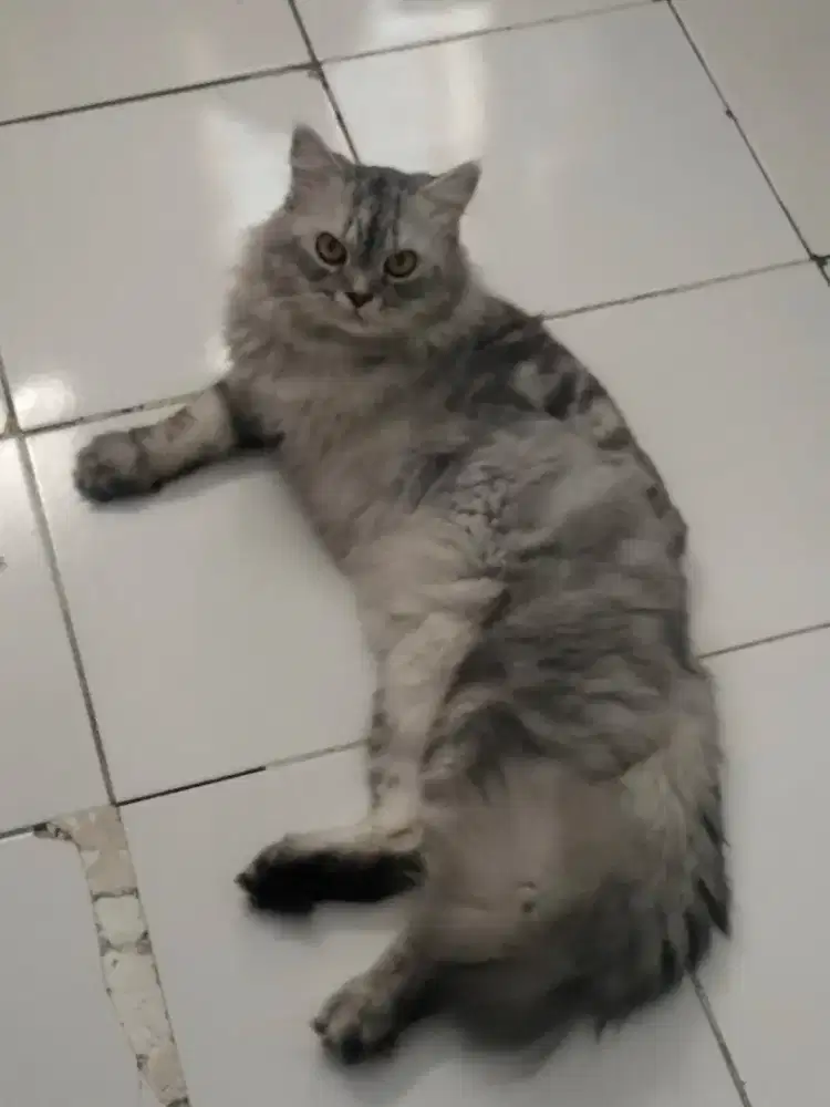 Kucing Persia x Norwegia