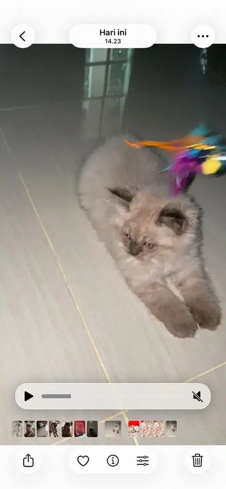 Lepas adopsi sepasang persia himalaya