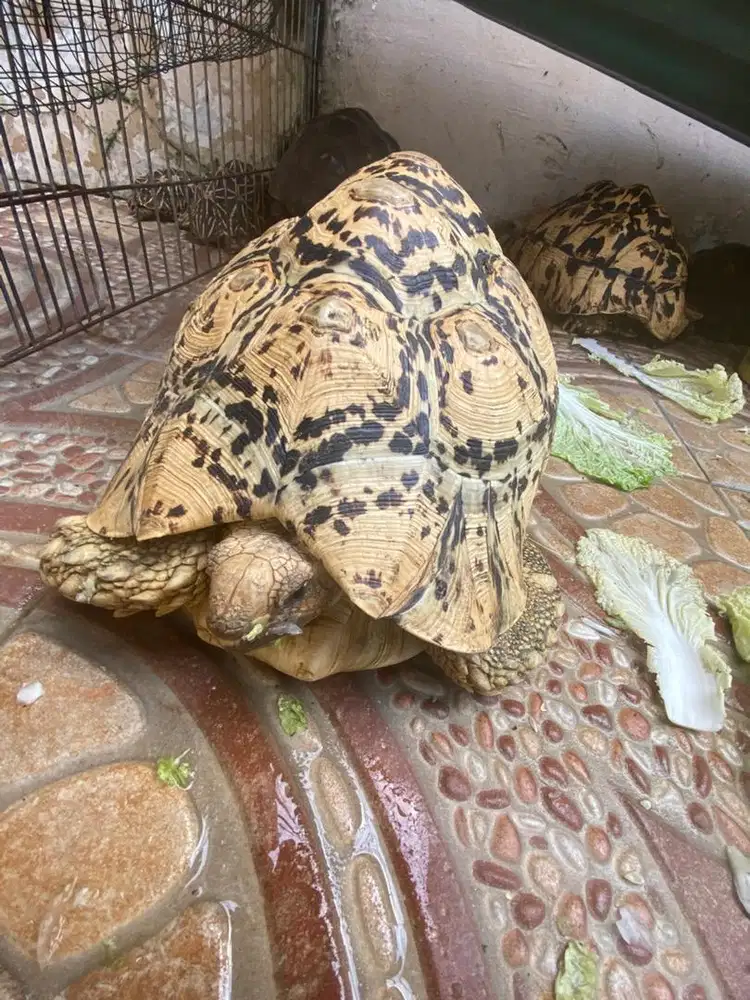Giant Pardalis Tortoise  no 3