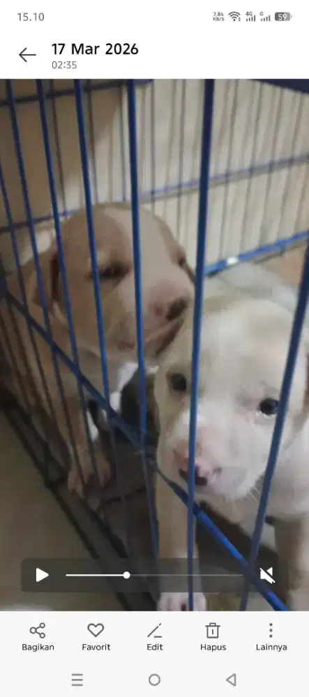 Jual anak anjing umur 1 bulan,jual BU