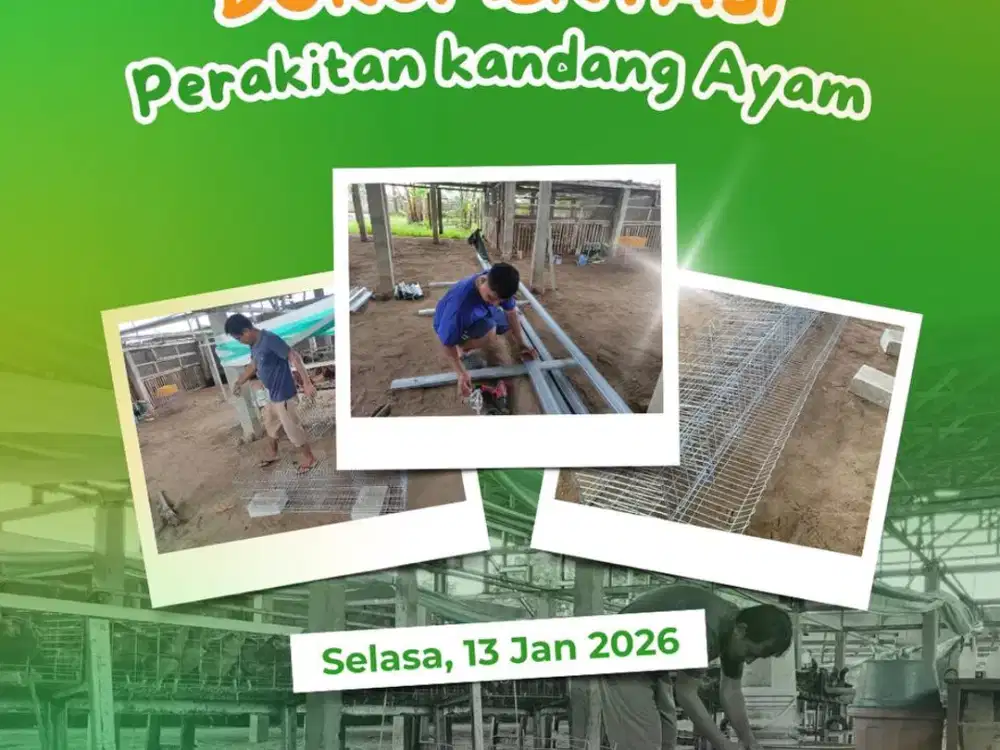 PASSIVE INCOME DARI AYAM PETELUR 2500 BUTIR PERBULAN