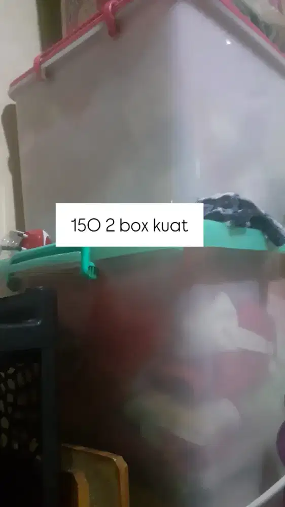 Box Napoli Dan Lion Star