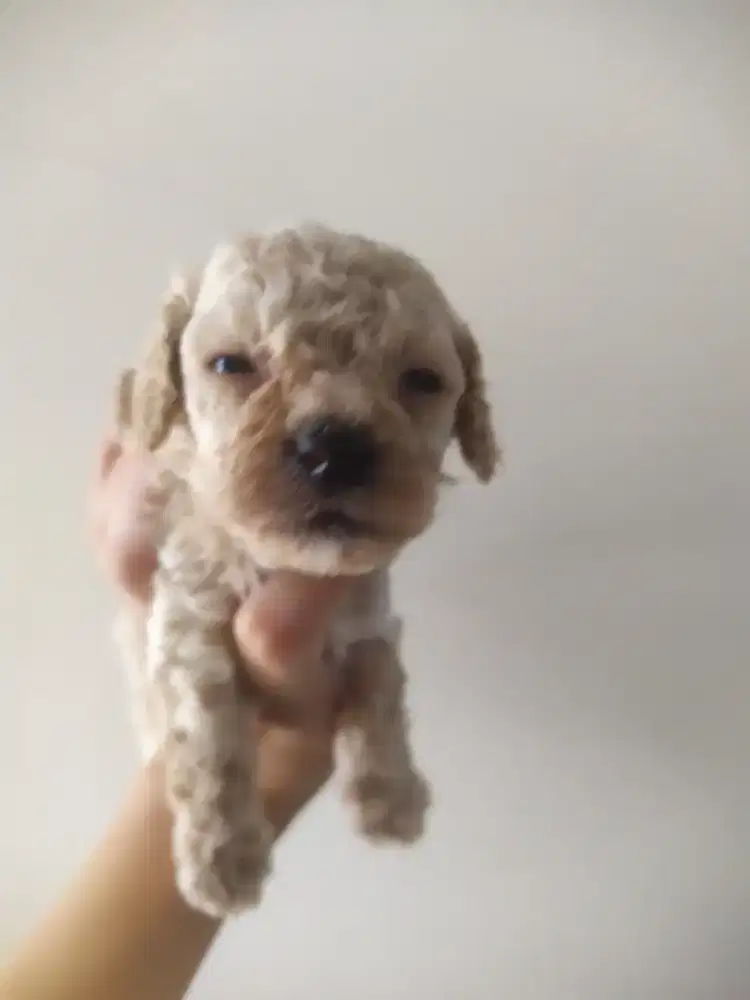 Anakan poodle aprikot