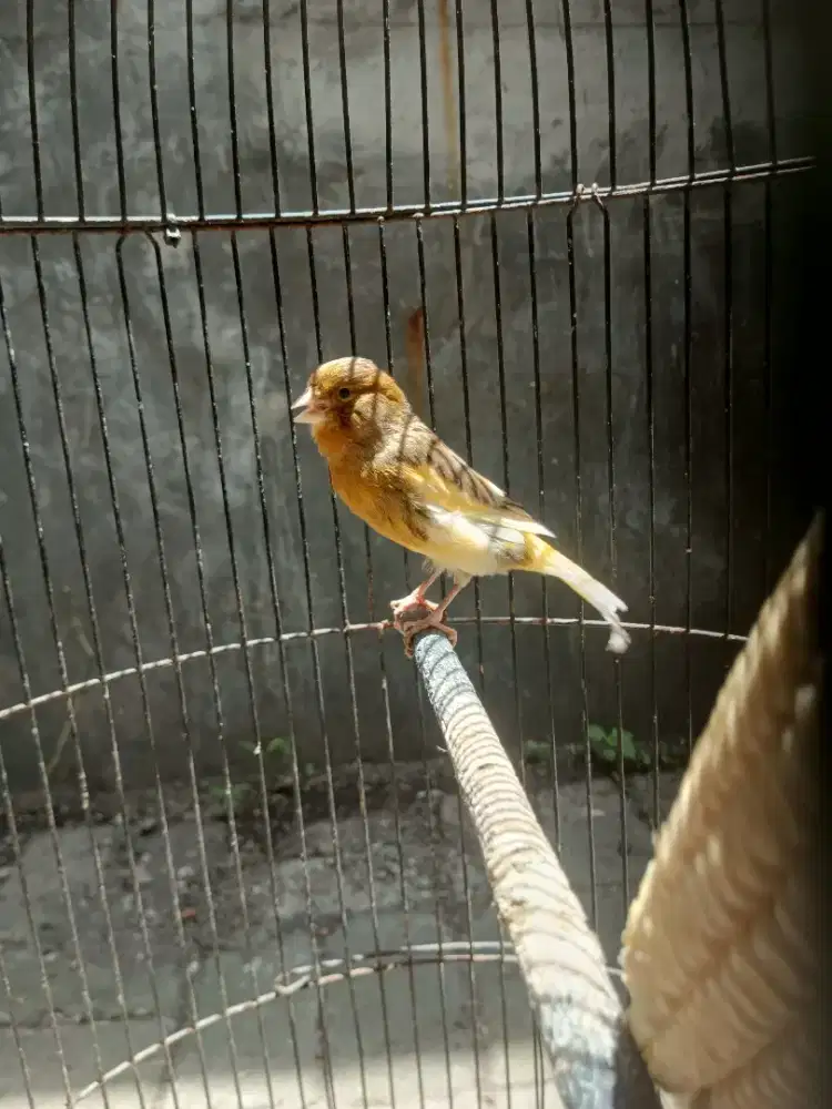 Sangkar dan kenari unsex