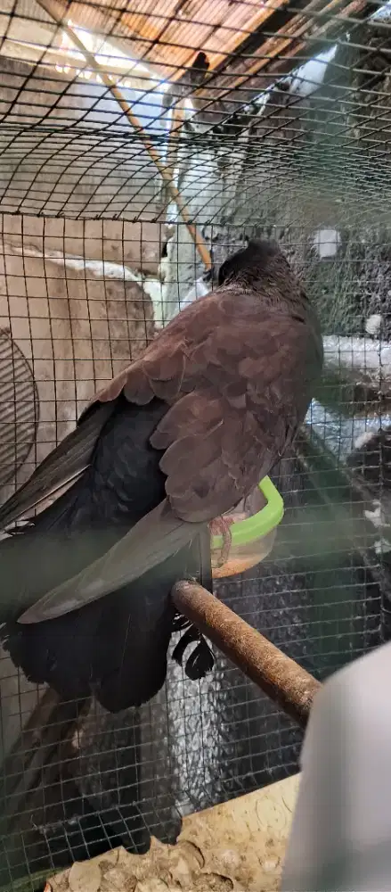 Merpati jambul madura bodi big hitam