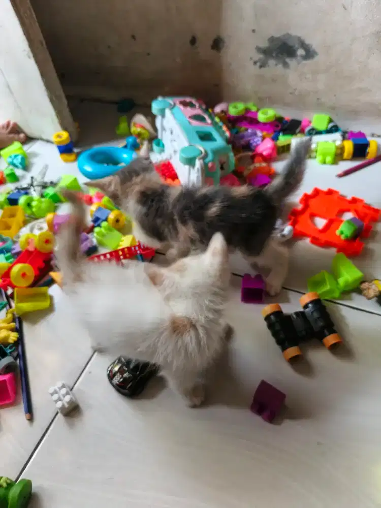 Kucing persia calico