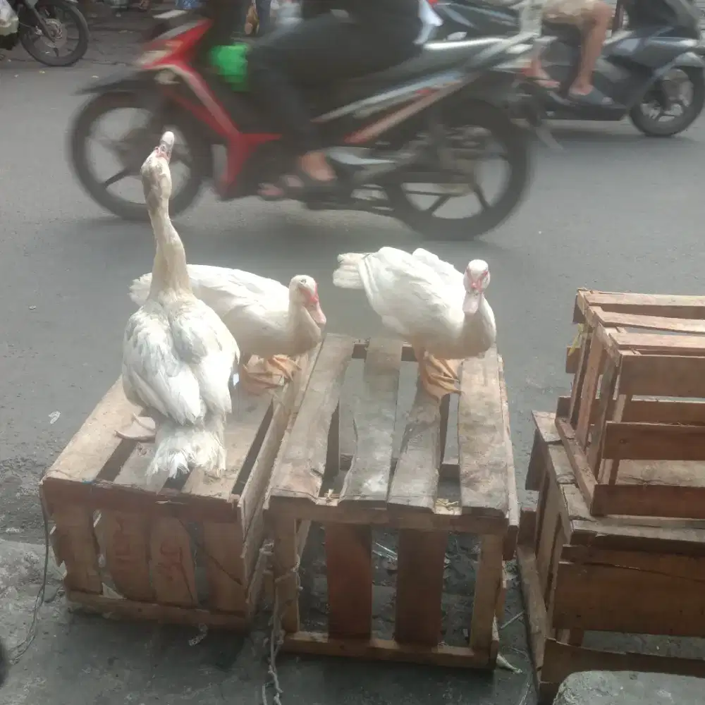 Entok muda jantan 2 1 betina