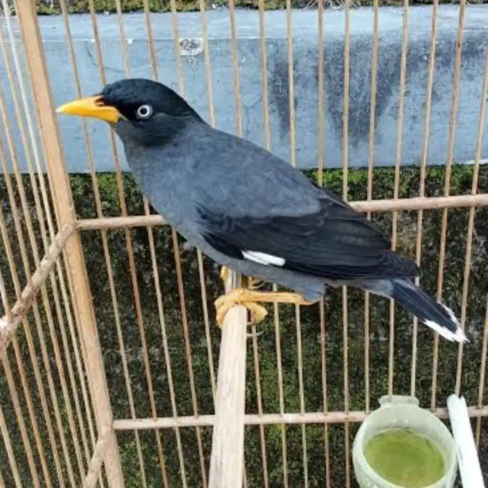 Burung burung dan burung