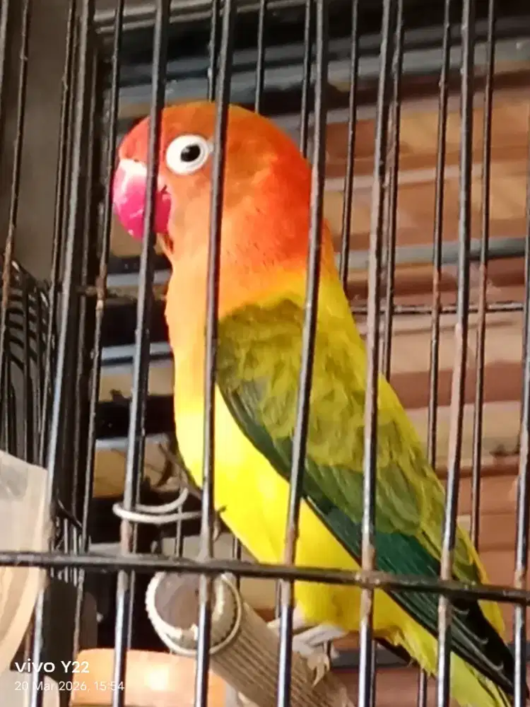 Lovebird biola Ewing love bird betina