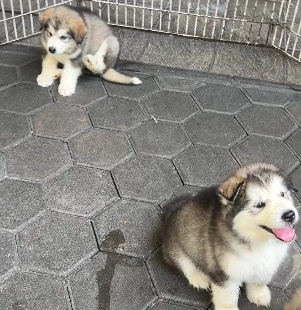 Anjing / puppies alaskan malamute bigbone bigsize
