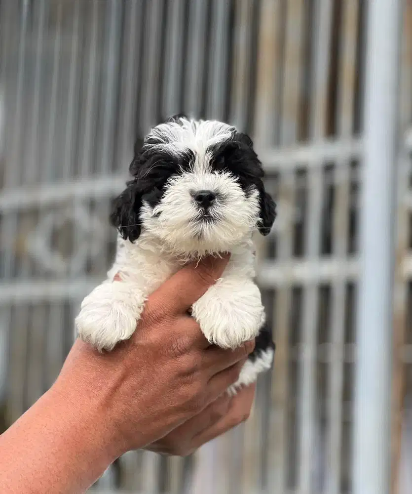Anjing / puppies shihpoo jantan super cute