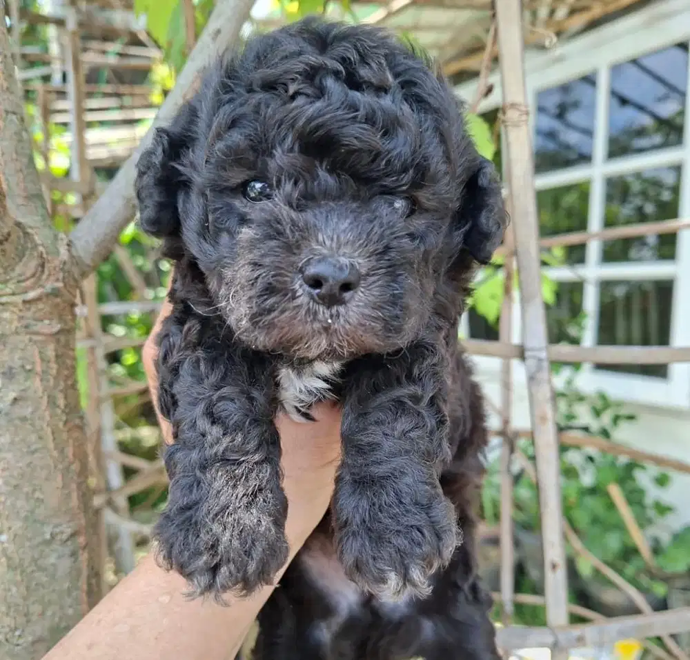 Anjing / puppy silver toy poodle cute
