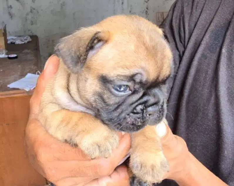 Anjing / puppies french bulldog fawn (jantan)