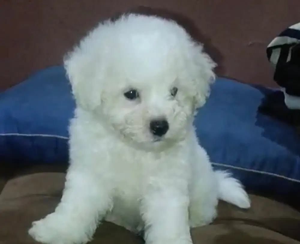 Anjing / puppies maltipoo jantan cute