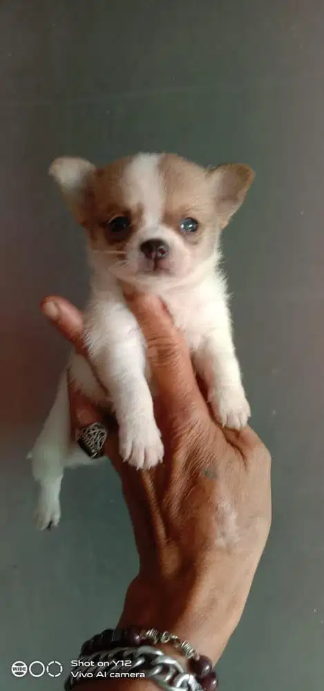 Anjing / puppies mini chihuahua cute