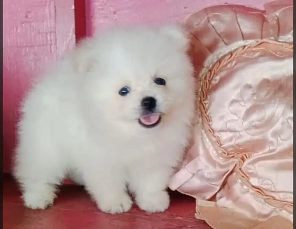 Anjing / puppies minipom white cute