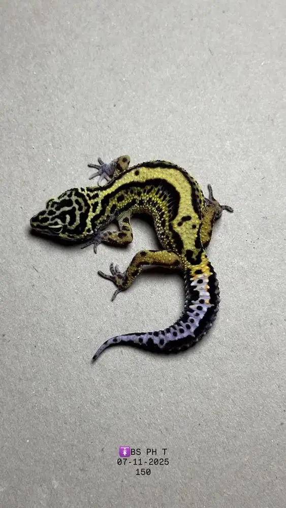 GECKO BOLD STRIPE PH T BETINA