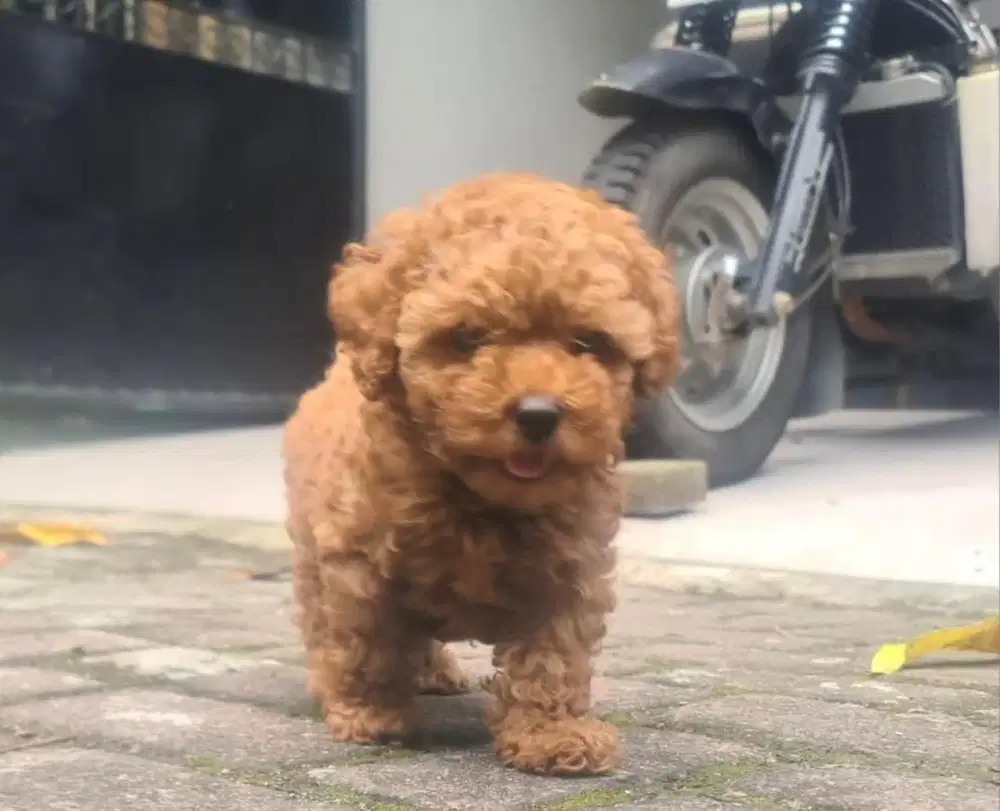 Puppies / anjing red toy poodle cute