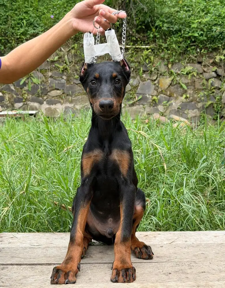 Anjing / puppies doberman jantan