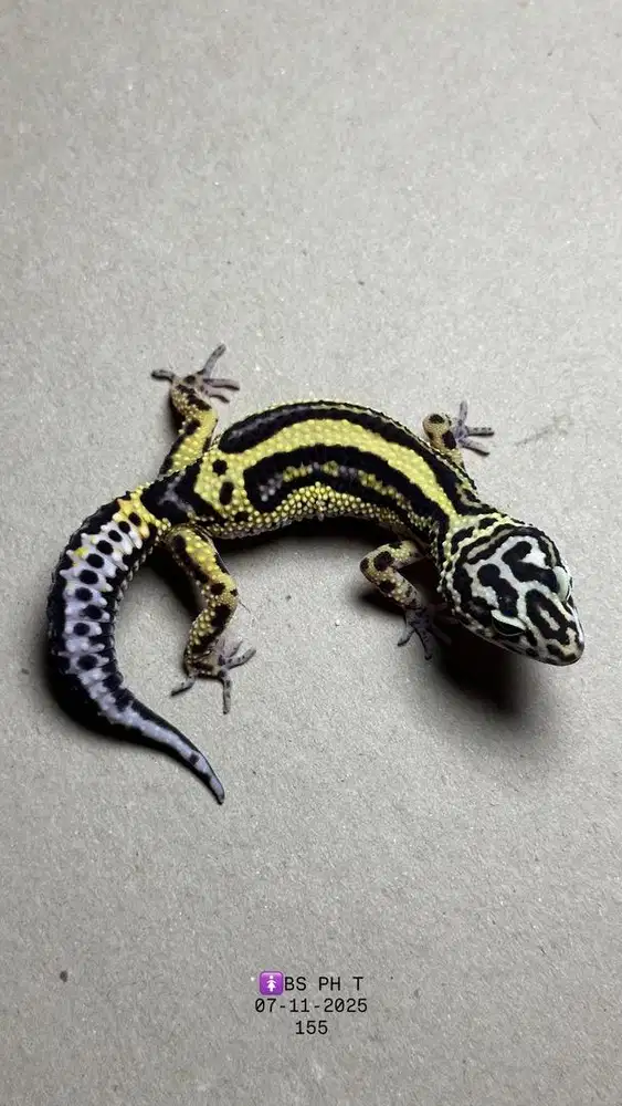 GECKO BOLD STRIPE BETINA