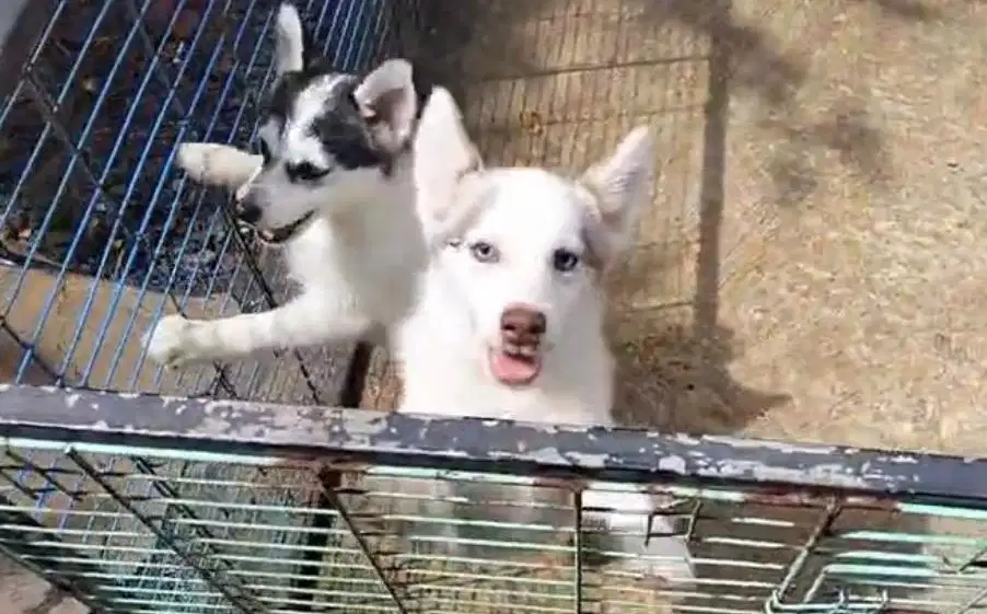 Anjing / puppies pomsky betina