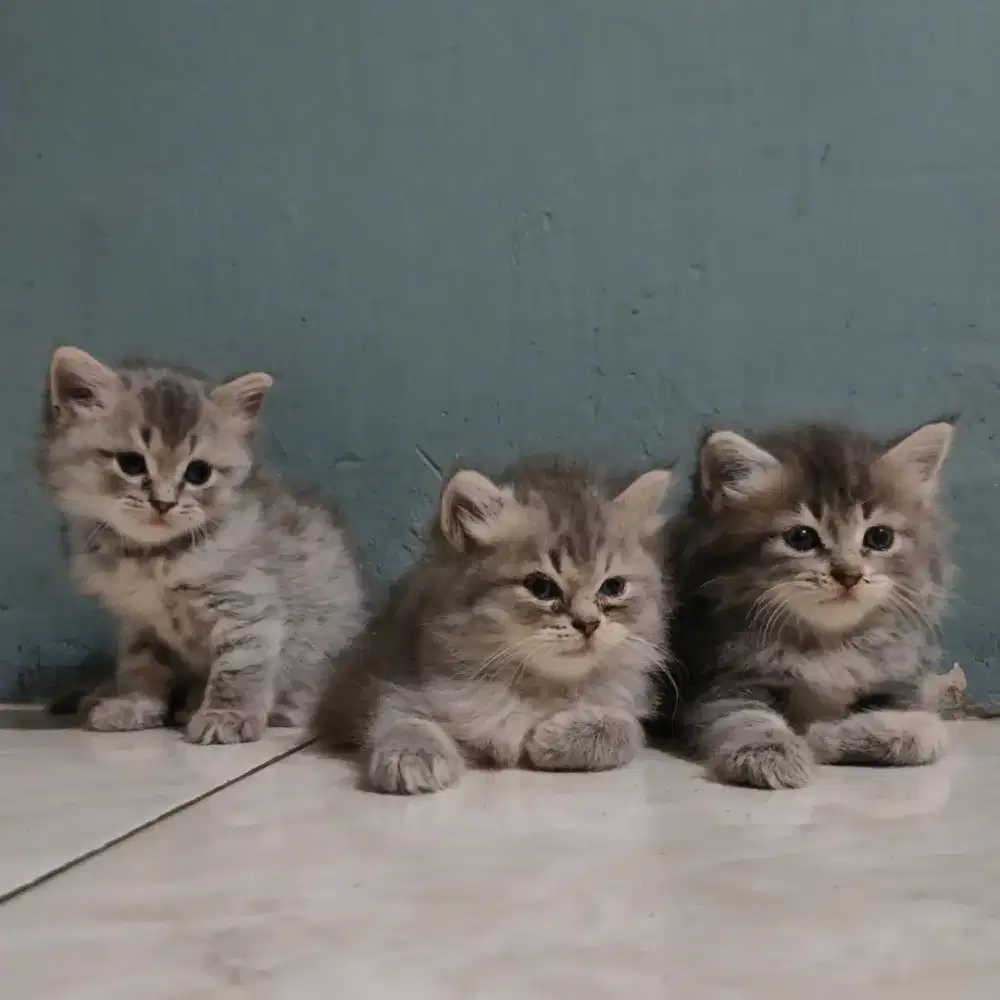 Kitten Persia Flatnose