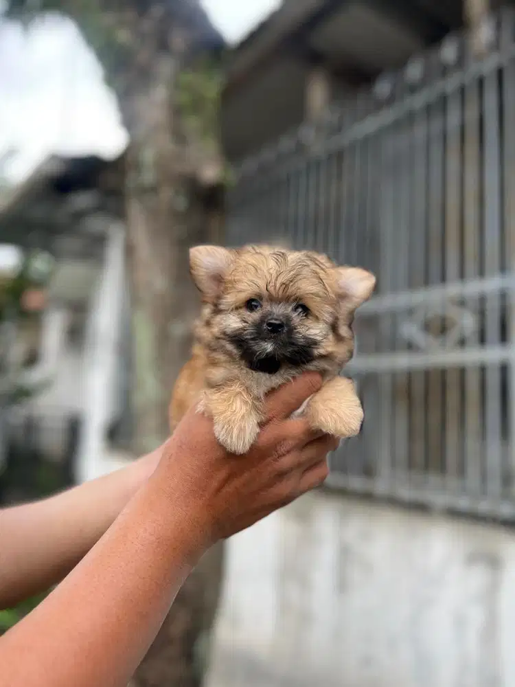 Anjing / puppies mix pom (pompoo) betina