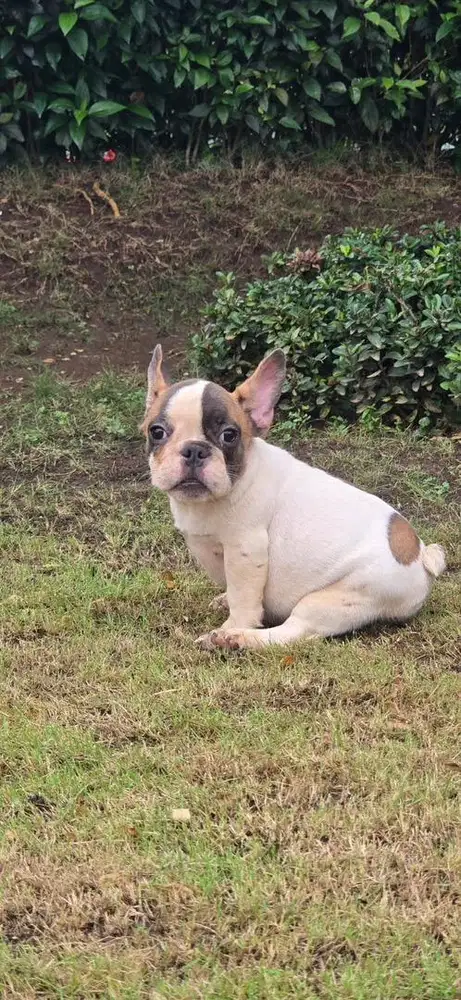 Anjing / puppies french bulldog betina