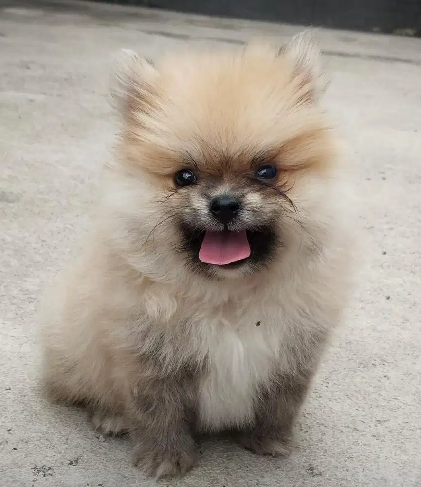 Anjing / puppies minipom betina cute