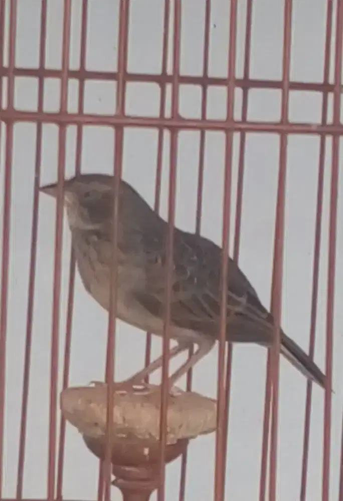 Burung Branjangan gacor