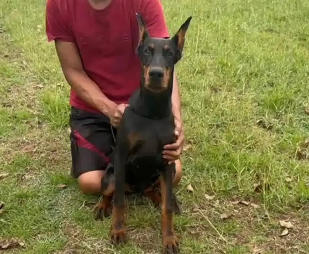 Anjing / puppies doberman betina bloodline champion