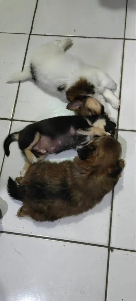 Di jual anak anjing chihuahua mix umur 1 bulan 2 cow 1 cew lucu :)