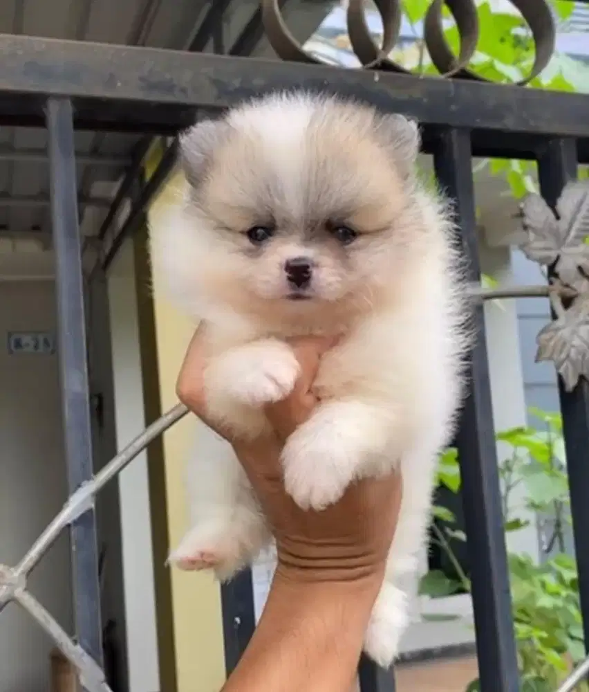 Anjing / puppies minipom cute