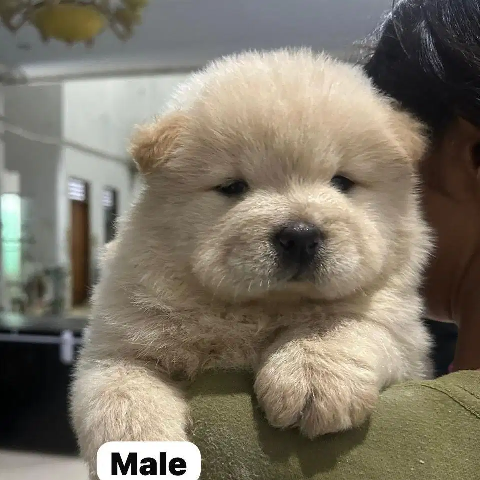 Anjing / puppies chow-chow cute