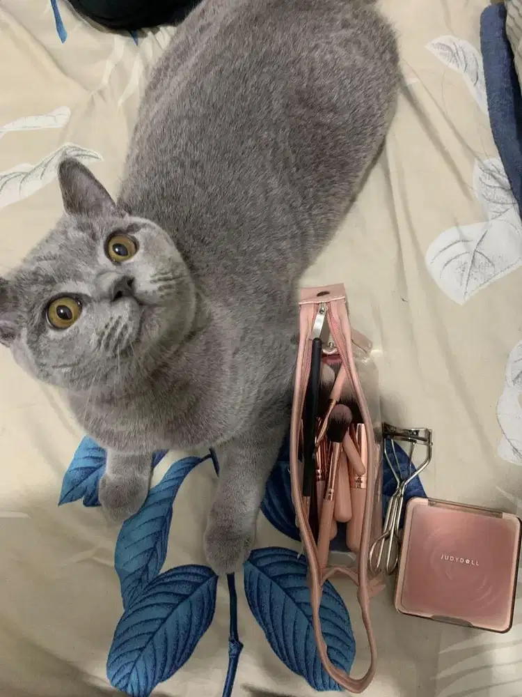 British Shorthair Blue Solid